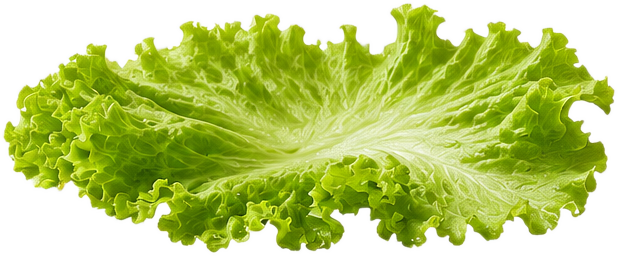 Lettuce